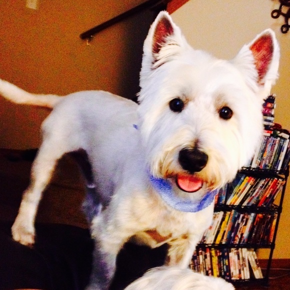 Meet your Posher, Amy - Picture 2 of 2